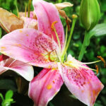 festflor1