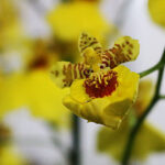 festflor2