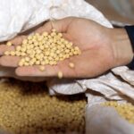 grãos_1