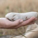 pet2