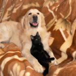 Cães e gatos